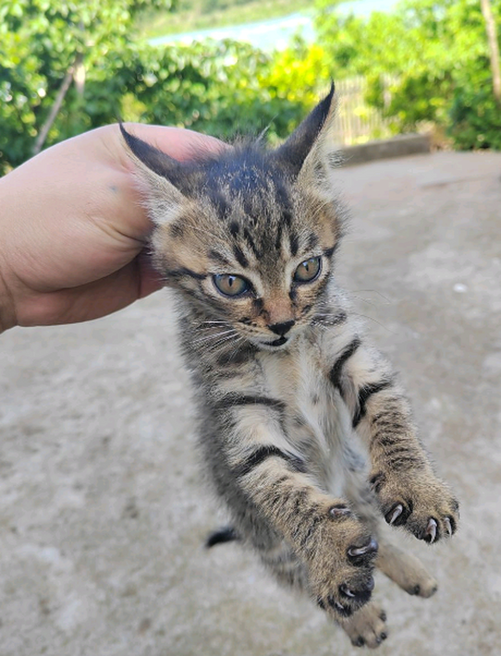 像小狐狸一样的狸花猫,跑得可快了