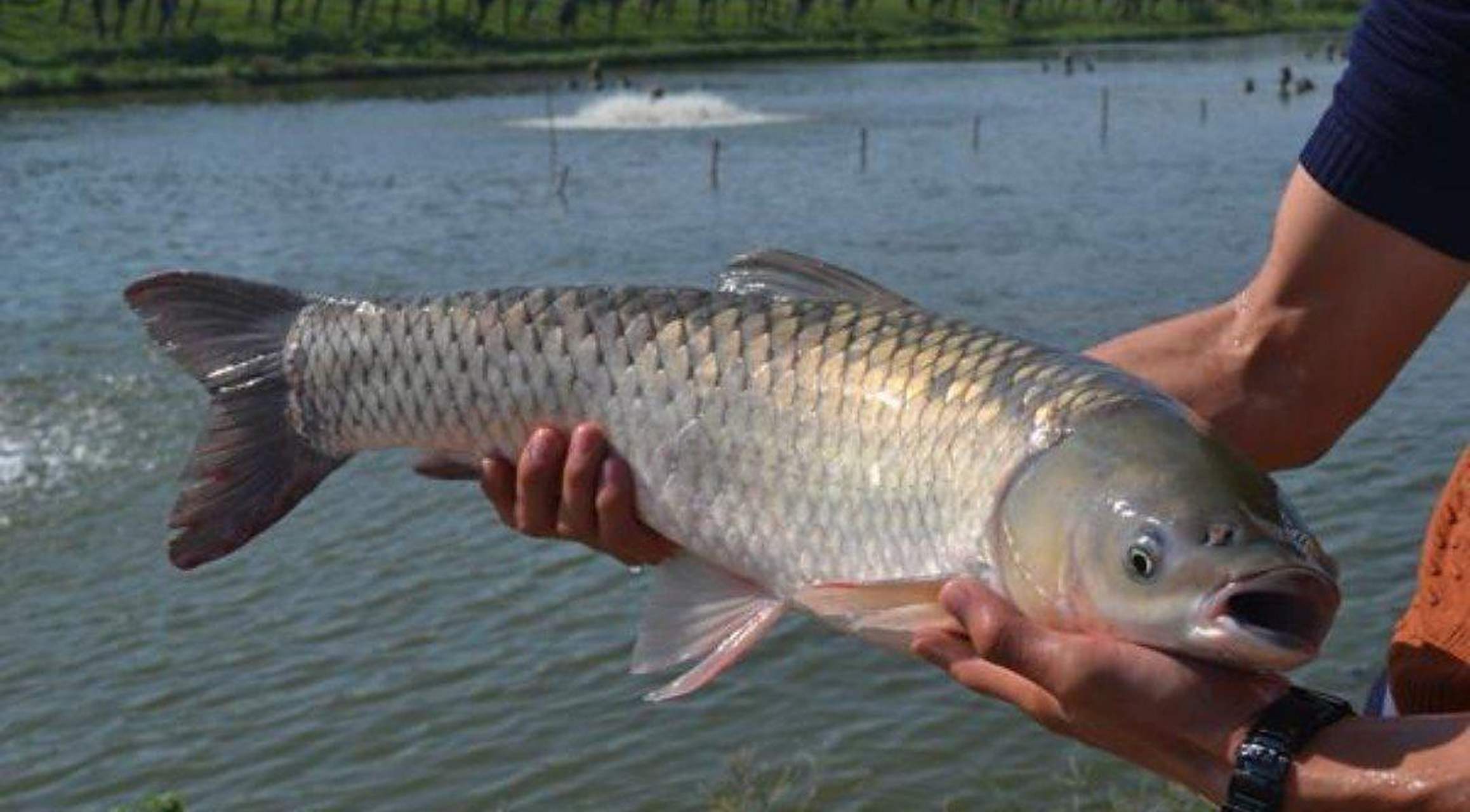 脆肉鲩,原产于广东省中山市长江水库,是中山市地理标志之一,是利用
