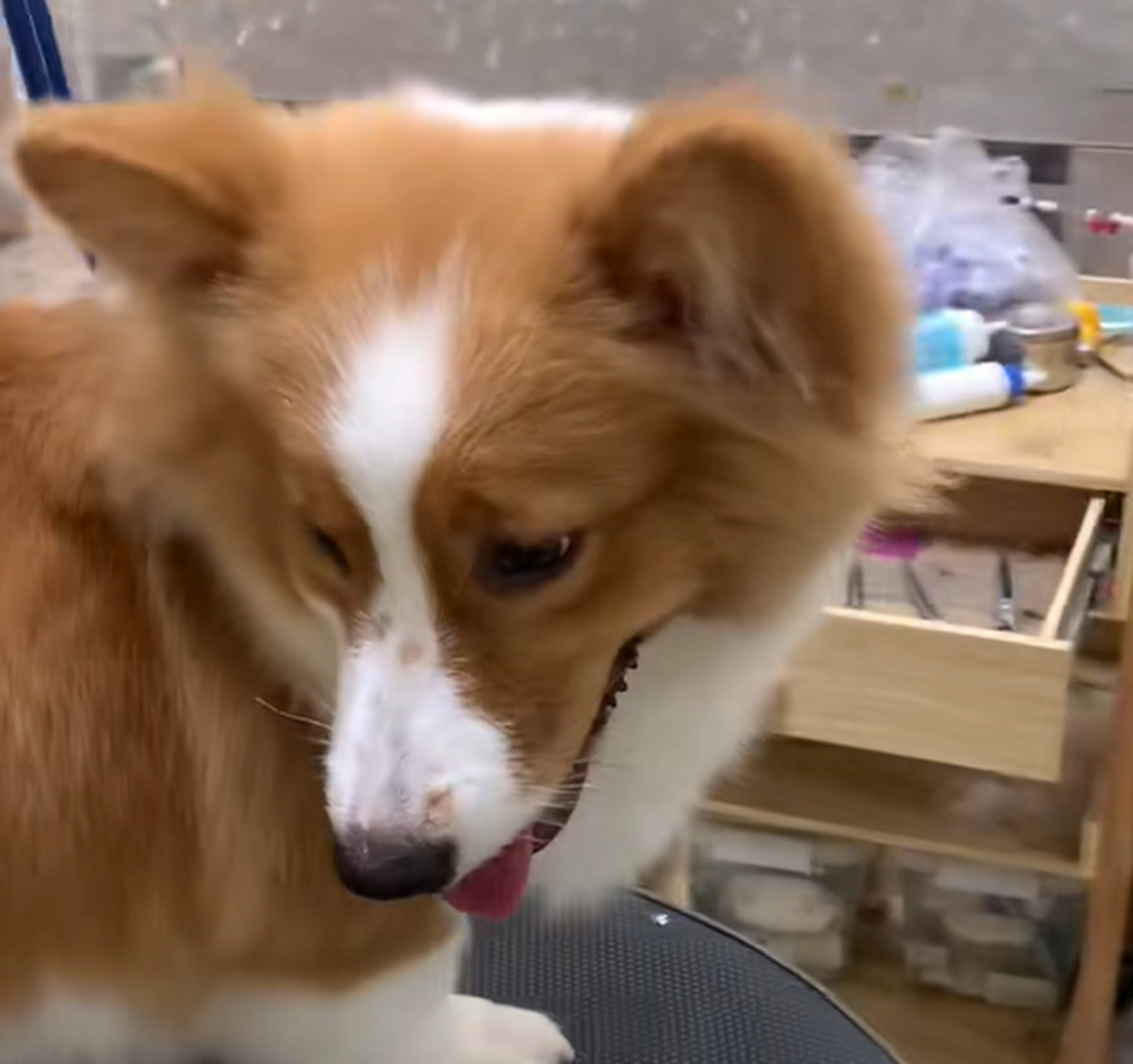 超大爱心屁股,好可爱