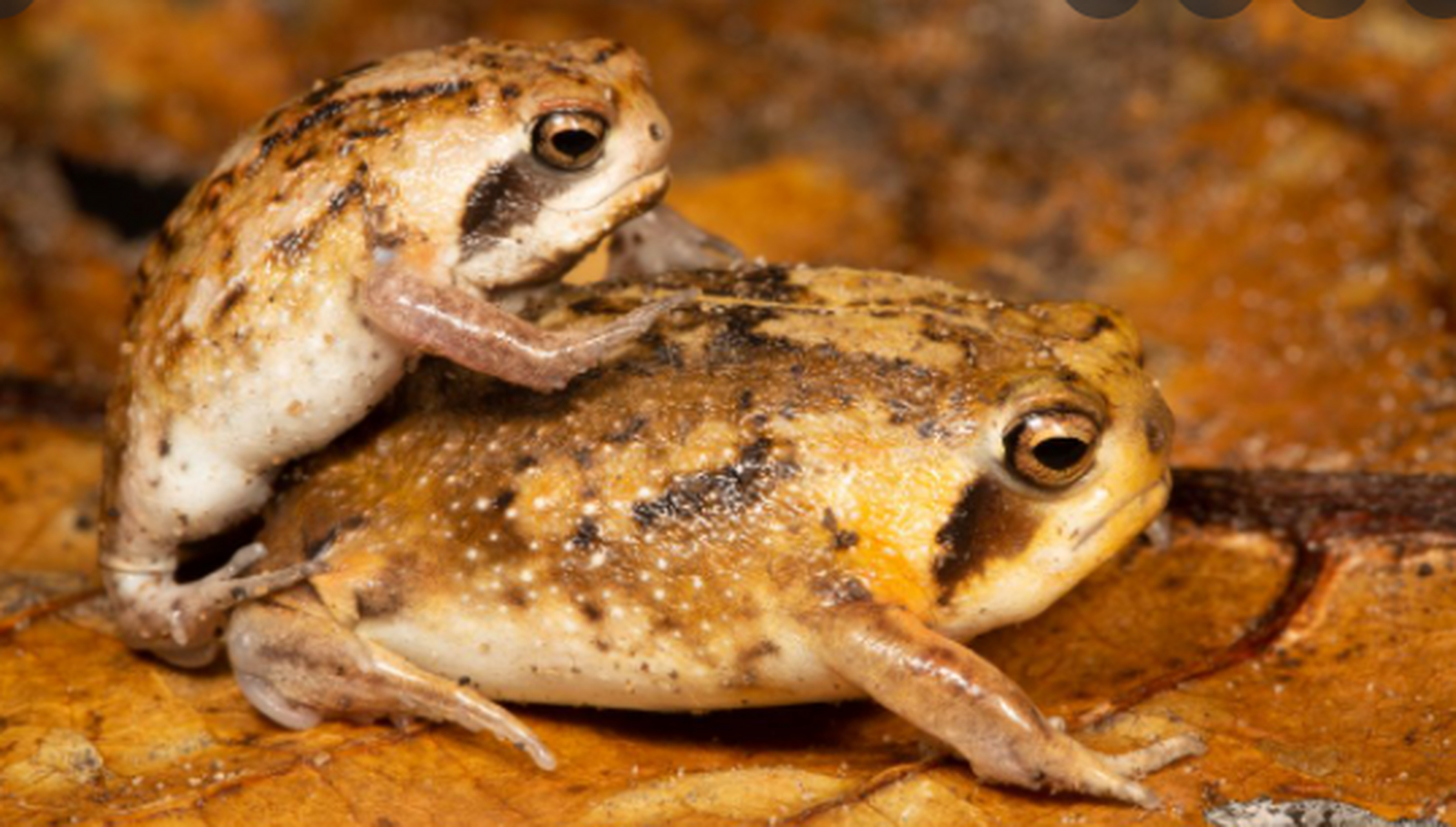 沙漠雨蛙,也称非洲大足短头蛙,成年体还没一枚硬币大,腿短体圆,永远一