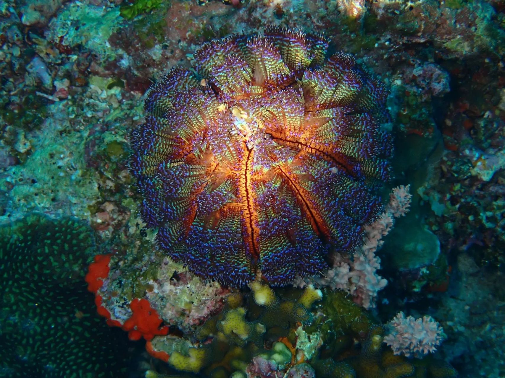 海洋生物-火海胆 又名变火海胆,电海胆 🗺️分布在印度洋-太平洋