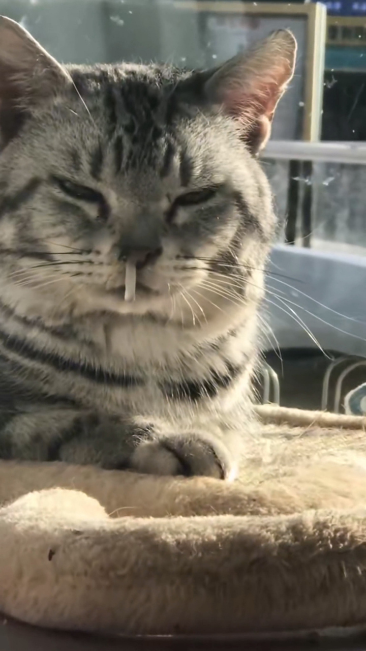 今年冬天真冷看把猫咪冻得,无意间看到,差点把我笑喷了!