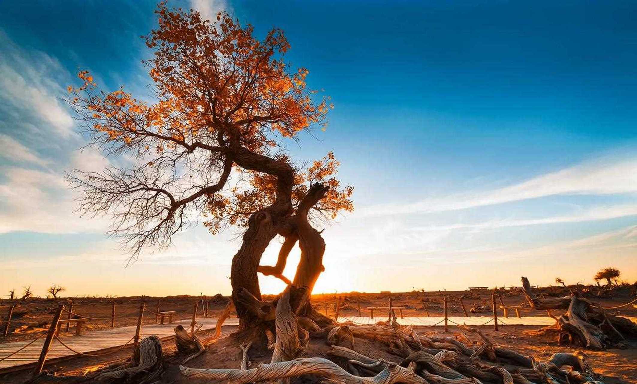 【额济纳怪树林】 怪树林,是内蒙古额济纳旗郊外一大片胡杨树枯死的一