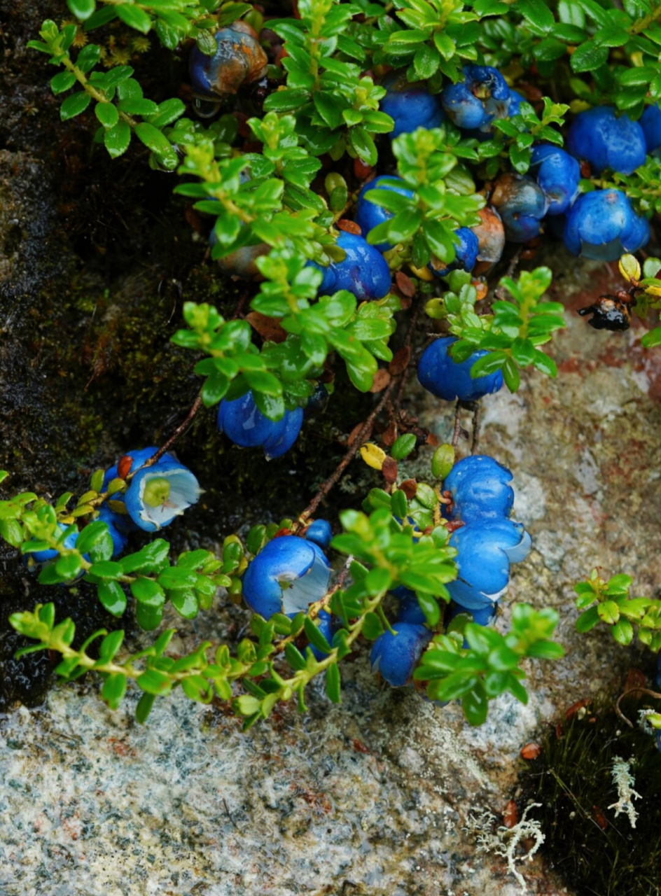 蓝宝石|植物  蓝宝石般的辉煌,在自然界中并不多见,但当你遇到"缘毛萼