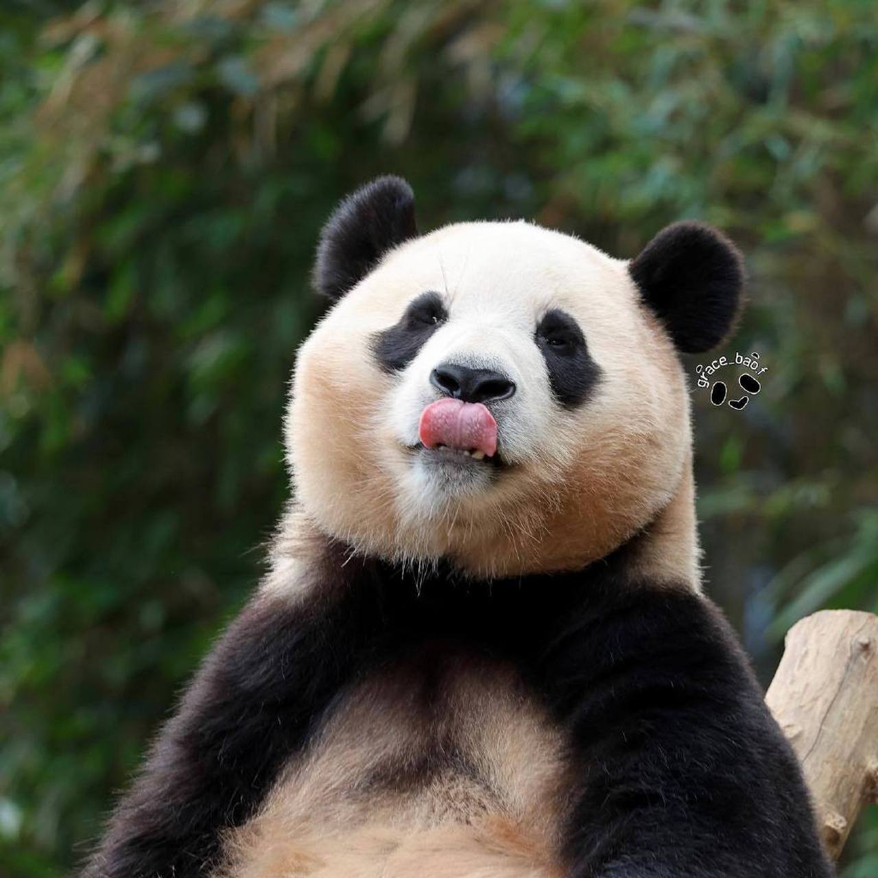 f  #大熊猫福宝#  #大熊猫#  #熊猫