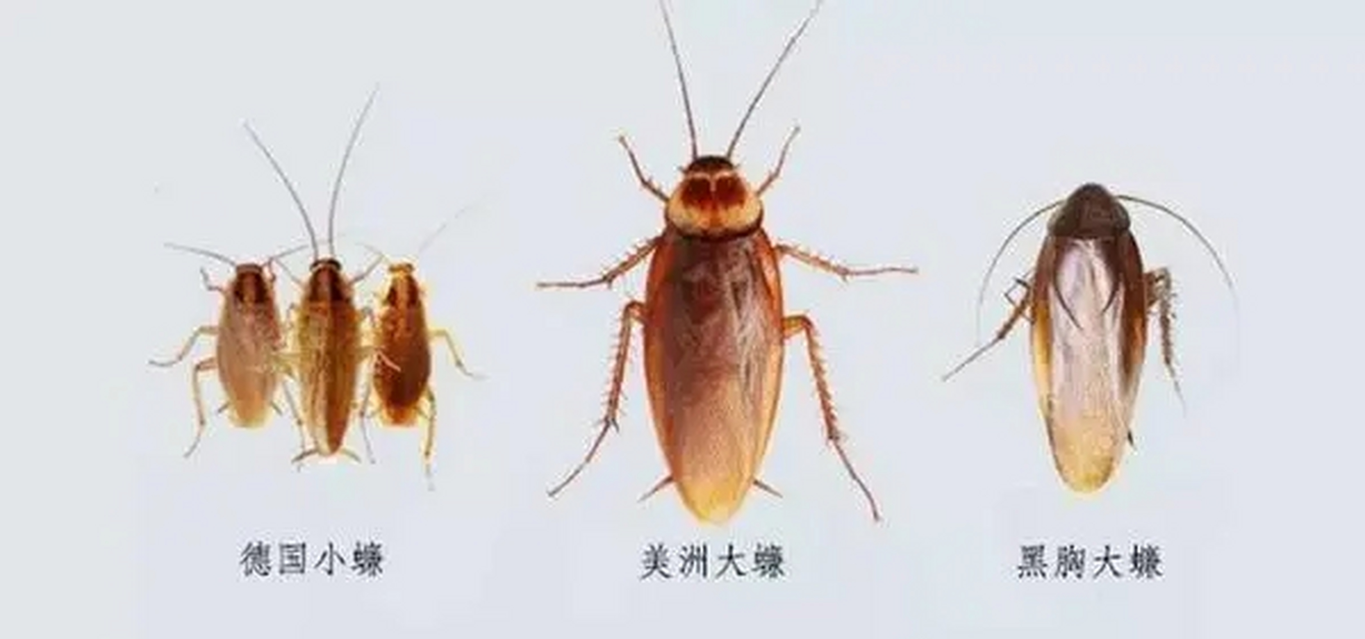 最长的约达6厘米,广州海关截获蟑螂超200只!又是谁故意的吗?