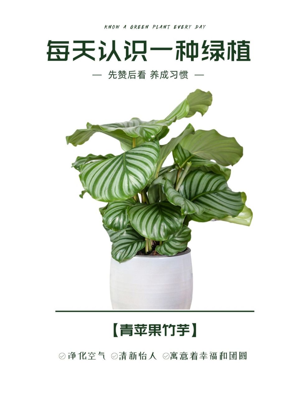 每天认识一种绿植|"幸福团圆"青苹果竹芋 91名称:青苹果竹芋 00