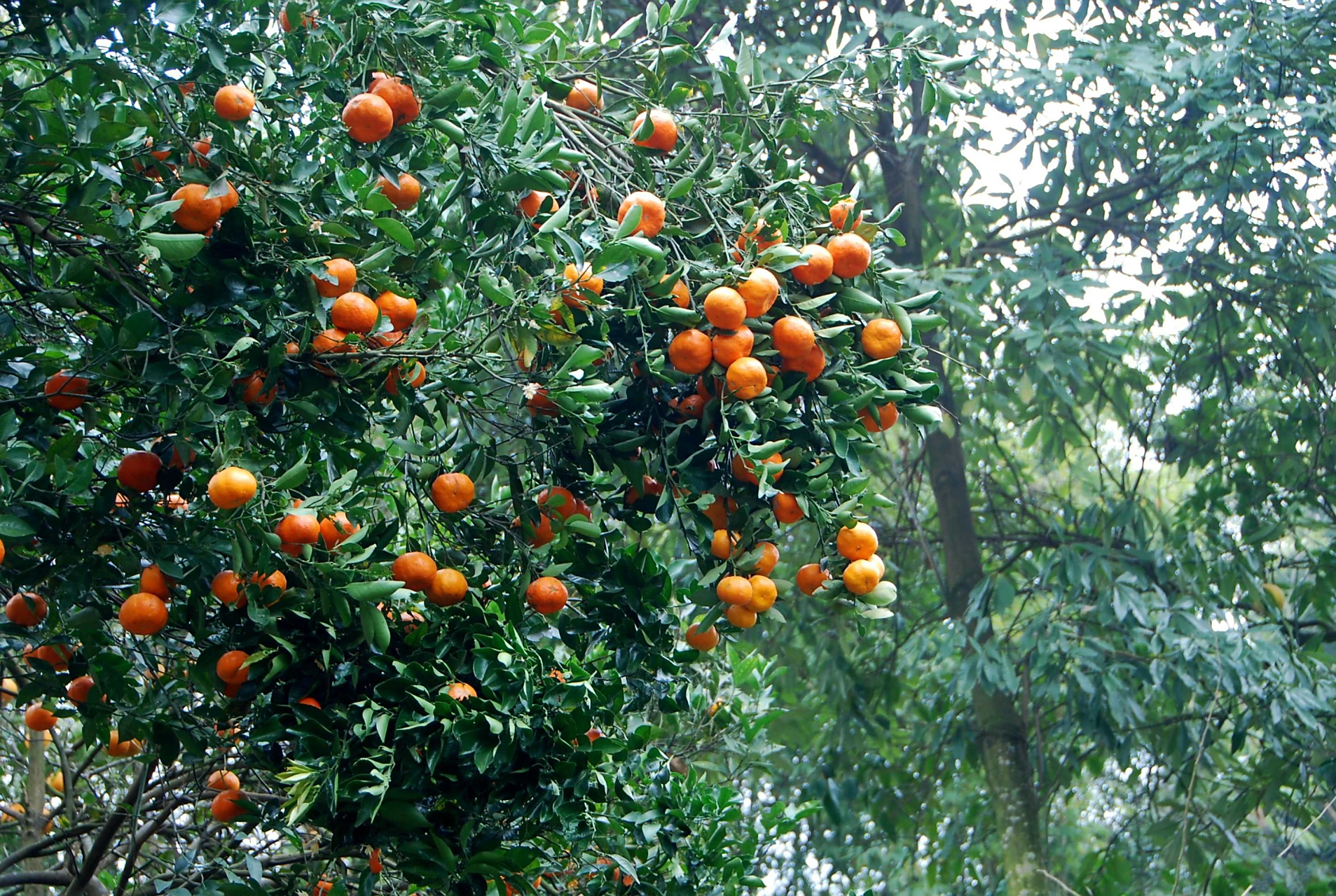 三湖红桔,江西省吉安市新干县特产,因原产,主产于该县三湖镇而得名.