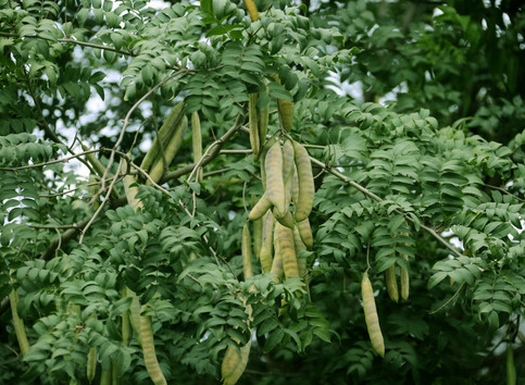 【中药传奇】路边野草救命王  我临床常用皂荚,我们称