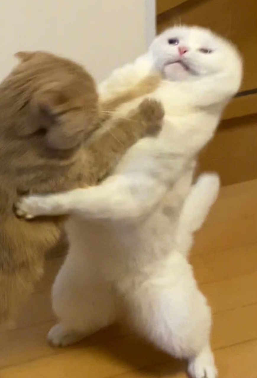 两只猫打架,脸都变形了[滑稽]