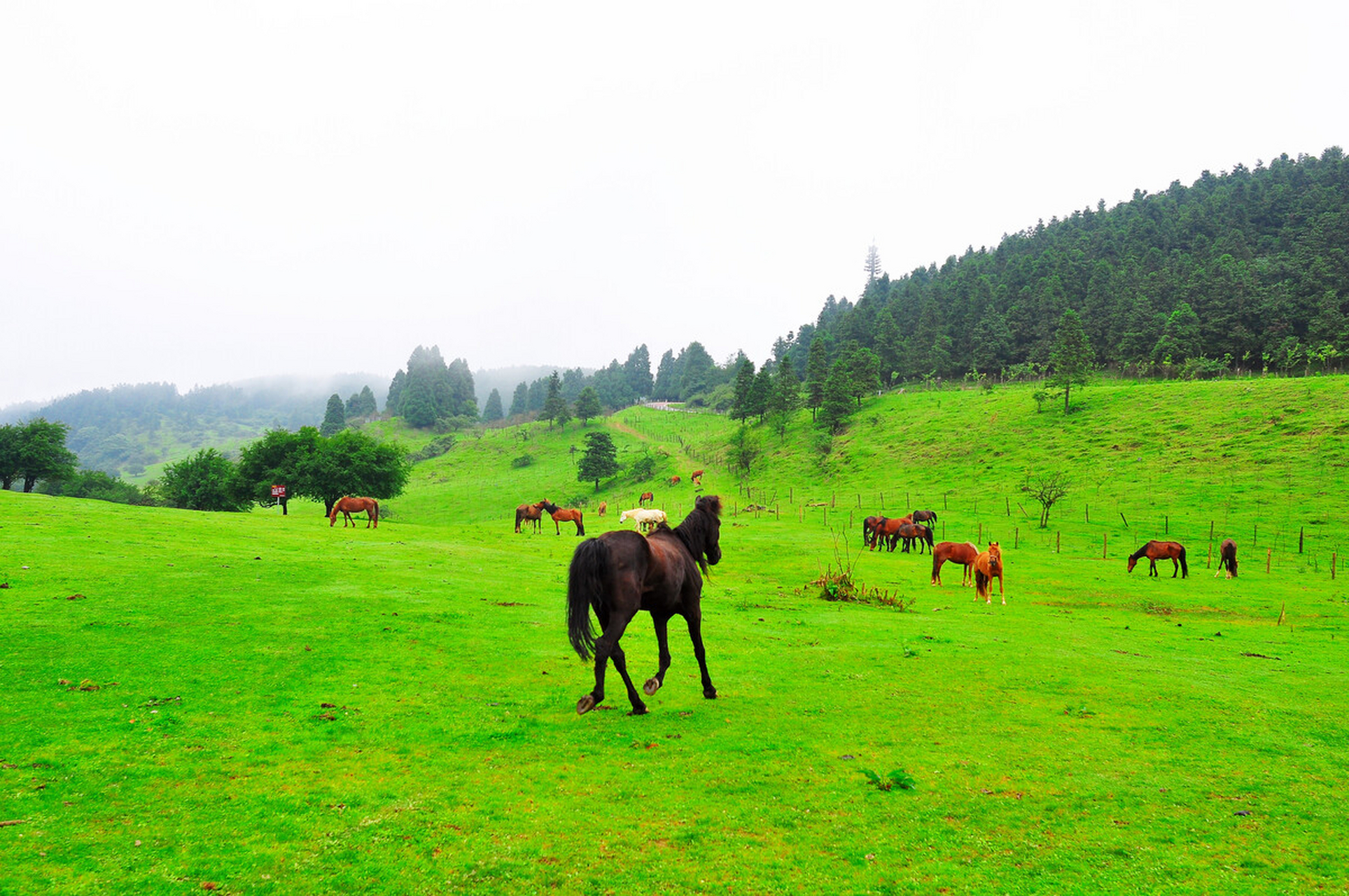 武隆仙女山:这里是国家级的森林公园,在这里看见的:林海,奇峰,草场,雪