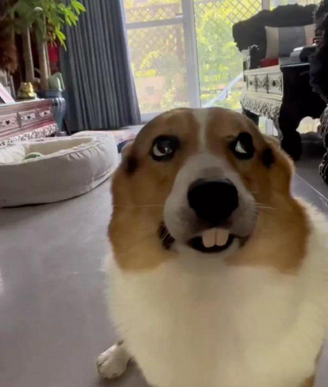 狗子:主人,你看到我看向你鄙视的眼神了吗