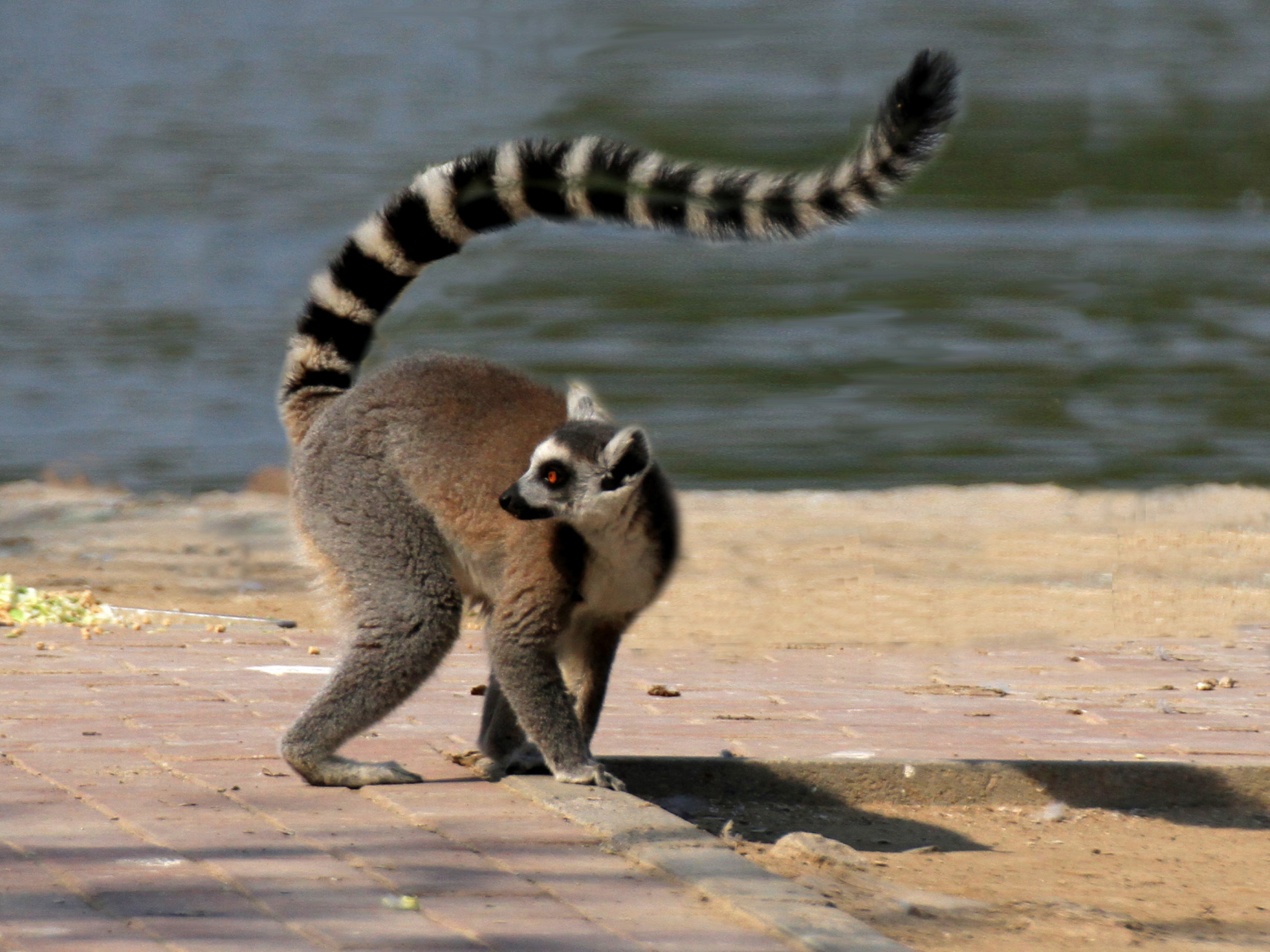 环尾狐猴,长着一副精灵样,母系社会的捍卫者.