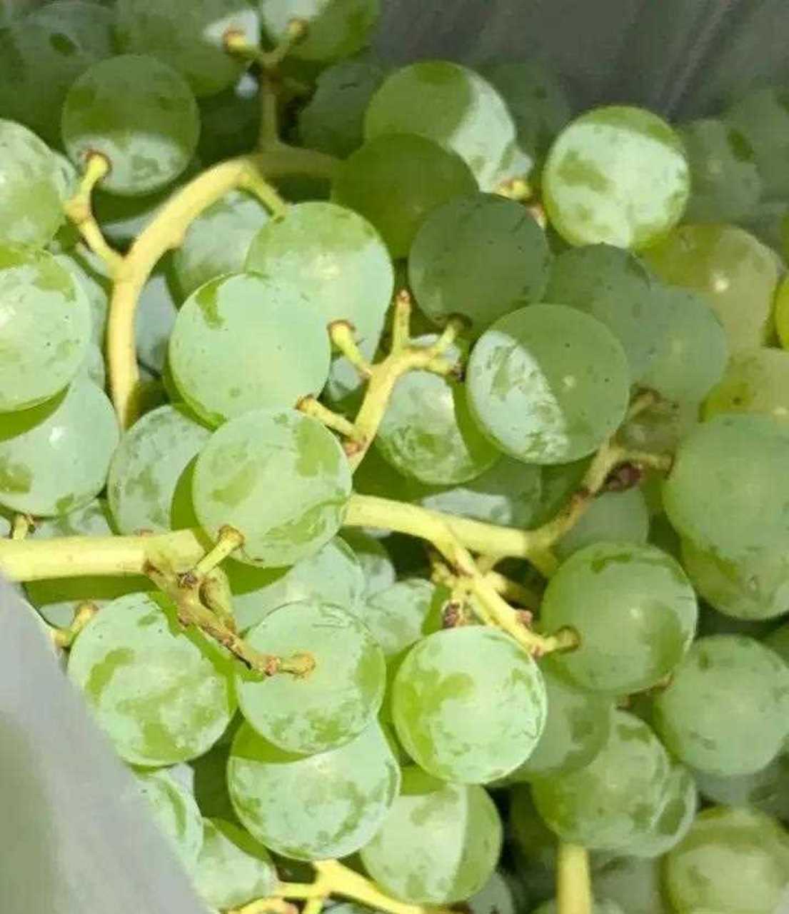 珍珠葡萄小而绿,略带一点酸,味道非常甜[赞][囧]