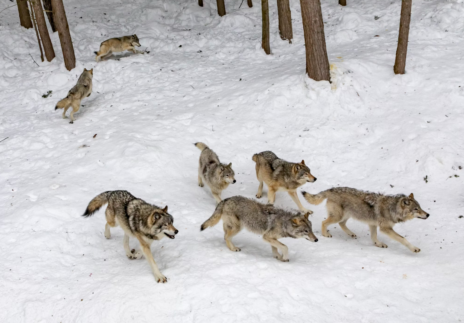 金秋图文动态创作节# 在一片洁白的雪地上,一群野狼行走着,它们的