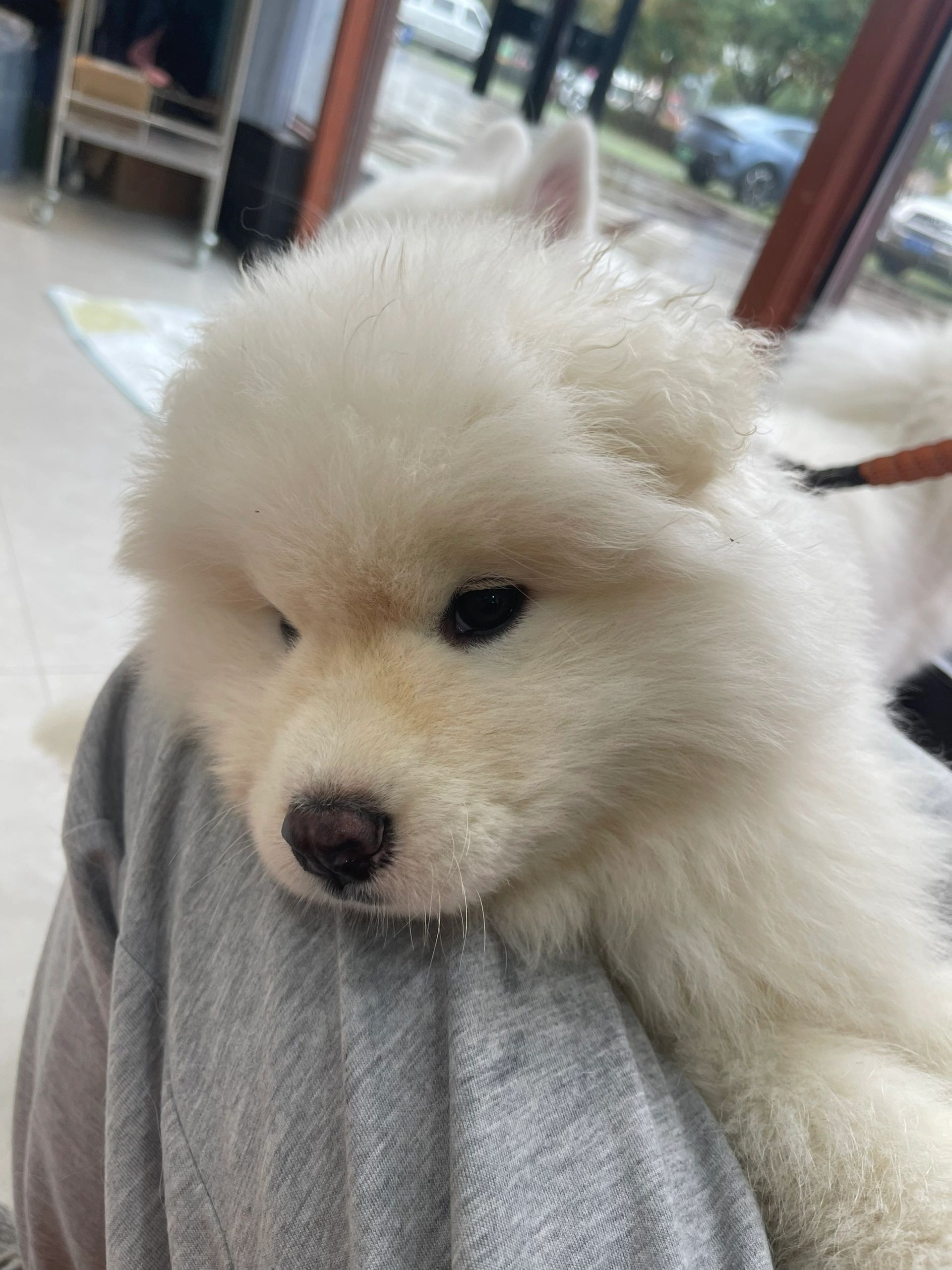 那只曾经让我觉得无比可爱的萨摩耶犬突然间变得不再那么精致可爱