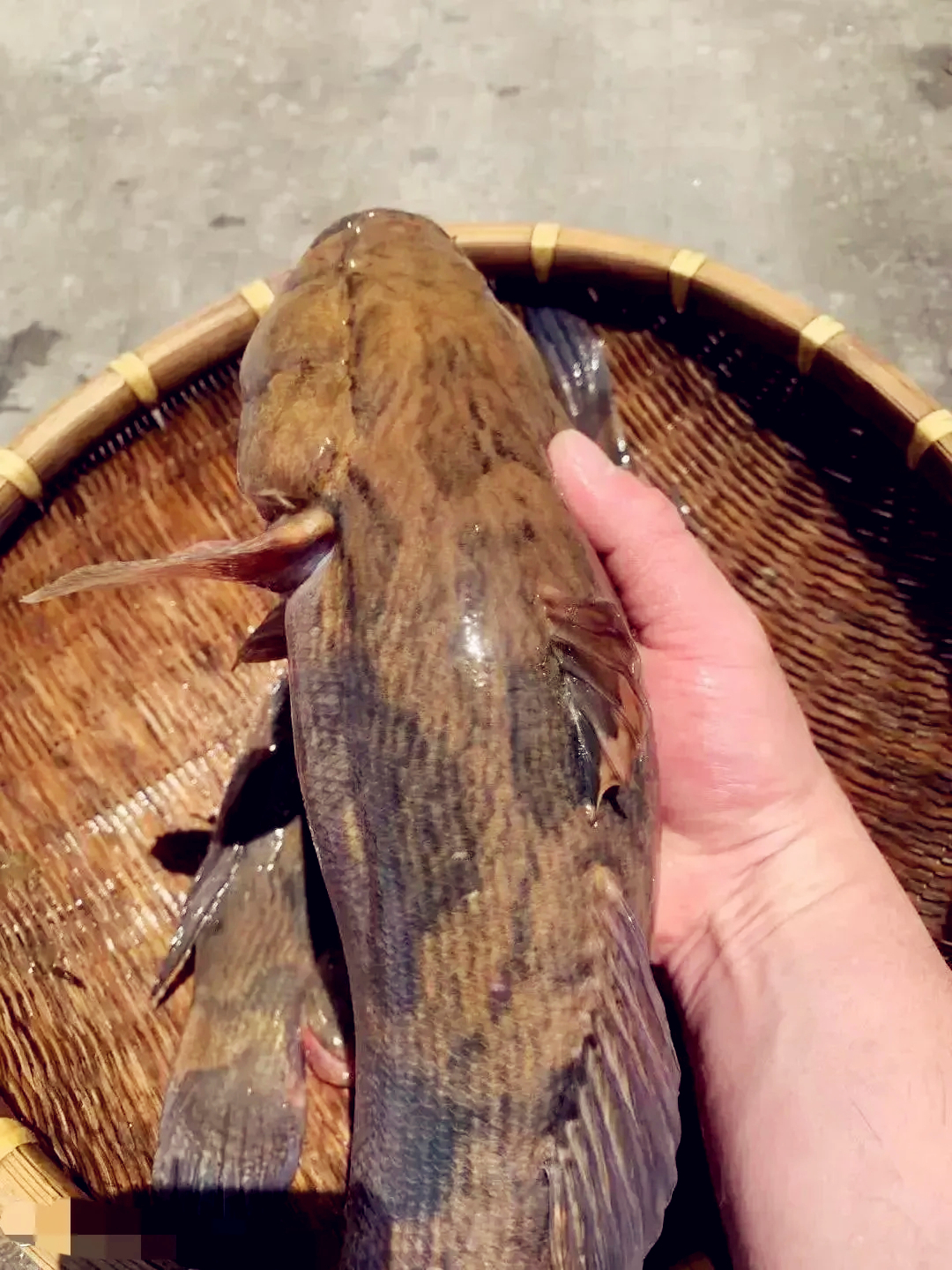 好家伙,这玩意能长这么大,这得多少年啊!认识的这个的人不多吧!