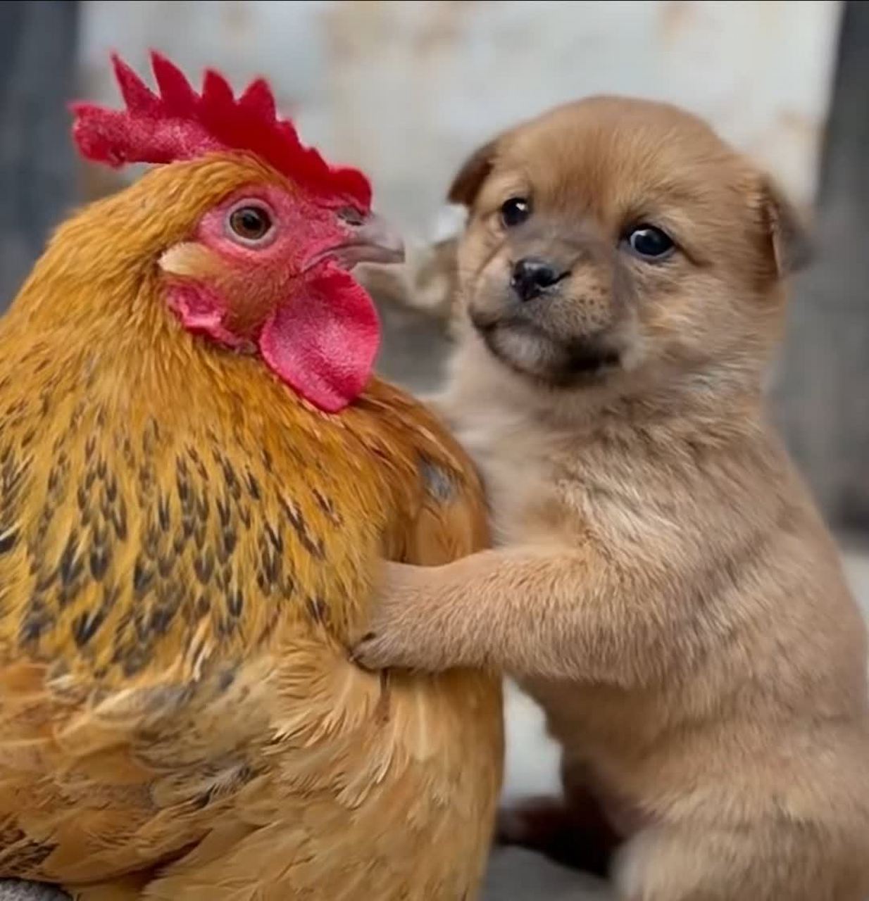 狗和鸡和谐相处[坏笑]