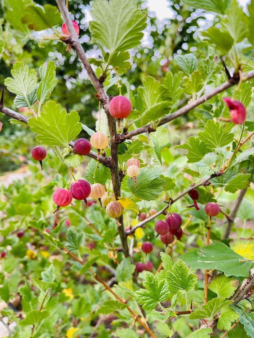 灯笼果,你吃过吗?