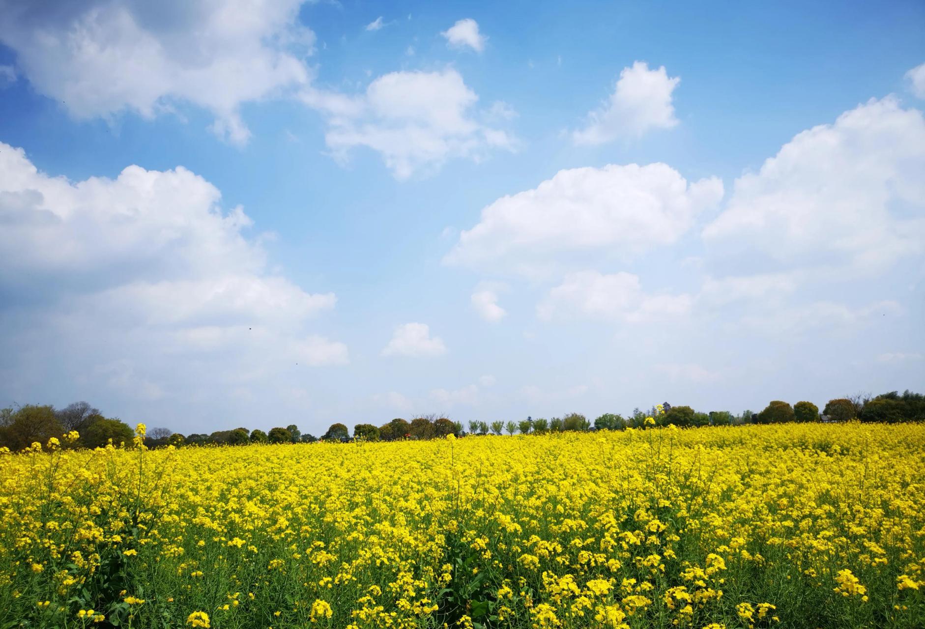 今天驱车到南京高淳区桠溪国际慢城看油菜花,高速一个多小时的车程