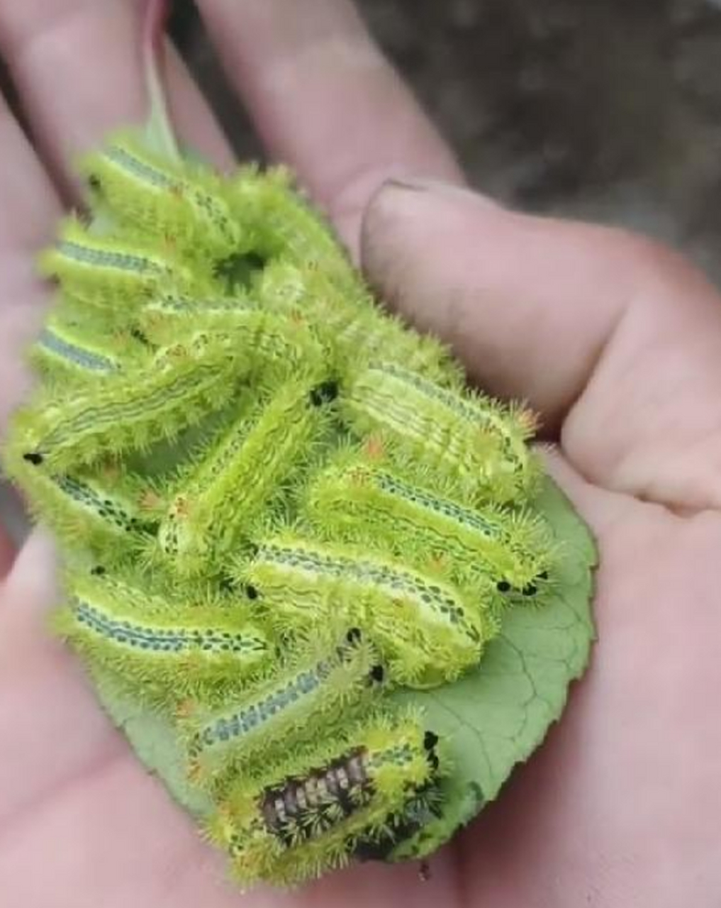 春天里的小可爱毛毛虫,有毒