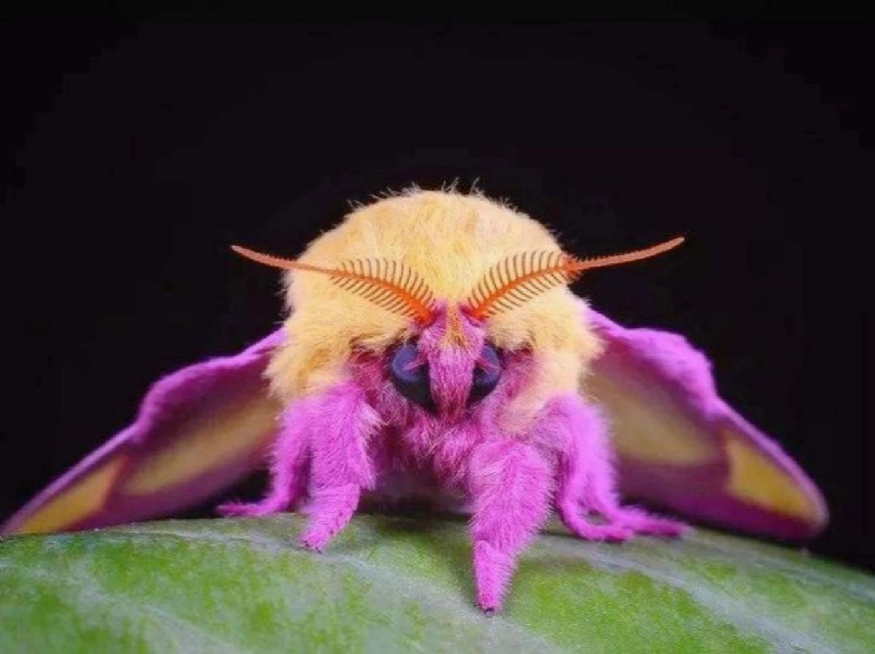 每天认识一种宝藏动物 中文名:玫瑰枫叶蛾 简介:为鳞翅目,大蚕蛾科,栎