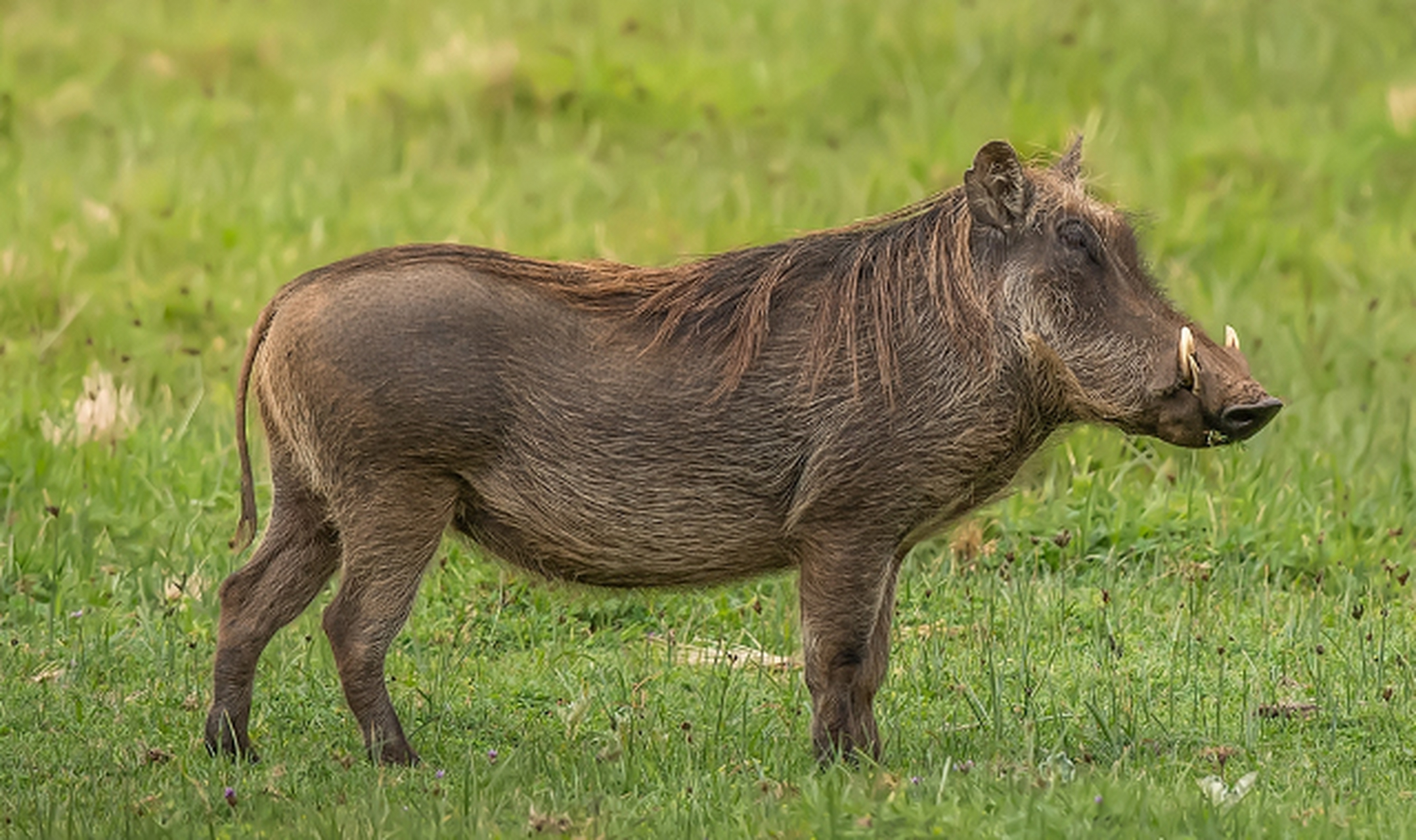 世界上最丑的动物,丑哭了 疣猪 疣猪是野猪一类,全身都是黑色长着稀疏