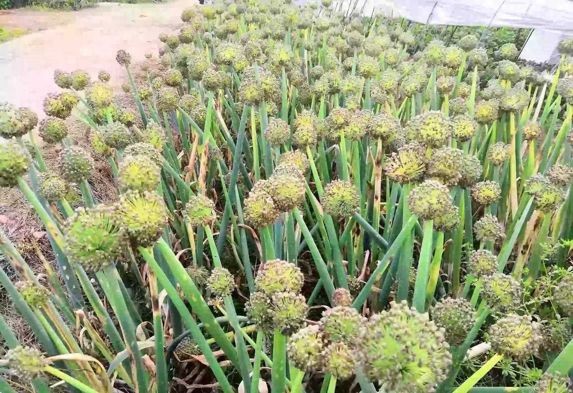 葱,小葱,大葱,老葱.