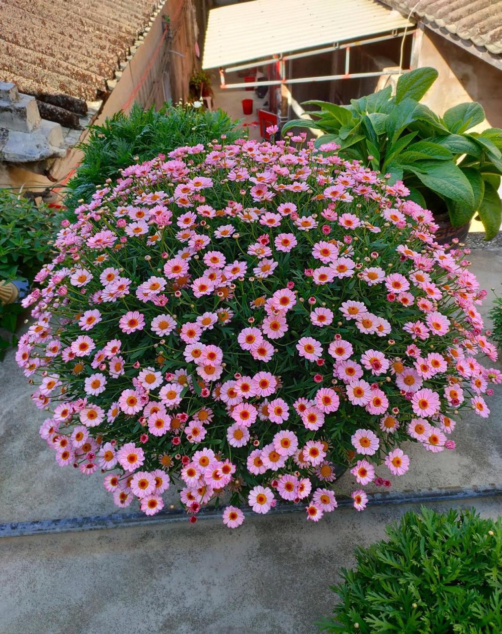 玛格丽特菊,有着"爆盆神器"之称的盆栽花卉,属于菊科矮小灌木,高只有1