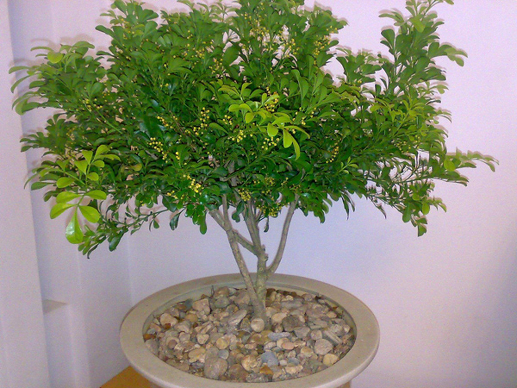 盆栽 米兰花 养殖方法和注意事项?  你知道吗?