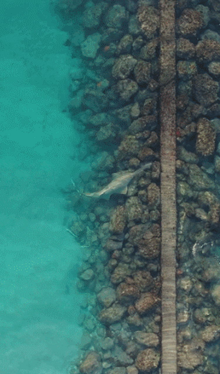 美国南佛罗里达附近的海域,有人目击并拍摄到一条罕见的"栉齿锯鳐