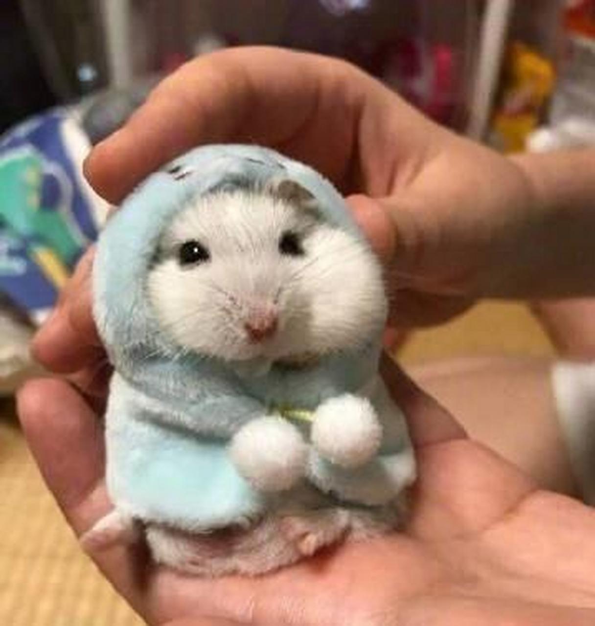 一网友给家里的小仓鼠做了个斗篷,好可爱