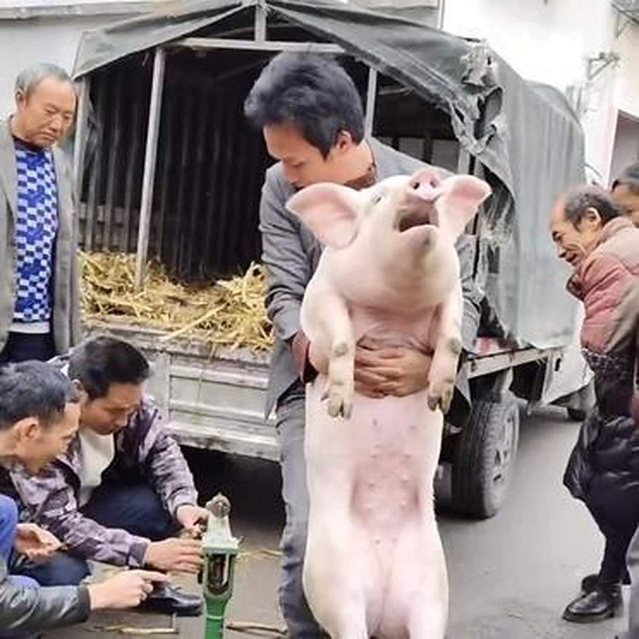 大老爷们给猪称体重,二师兄一脸生无可恋的表情