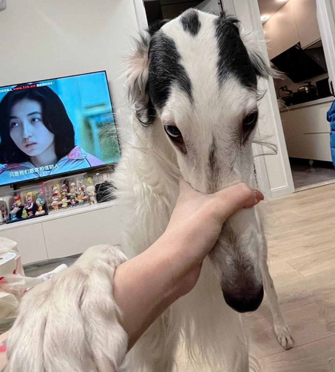 哈哈哈,这狗子长得真的好像山地车车座子啊,笑死了!