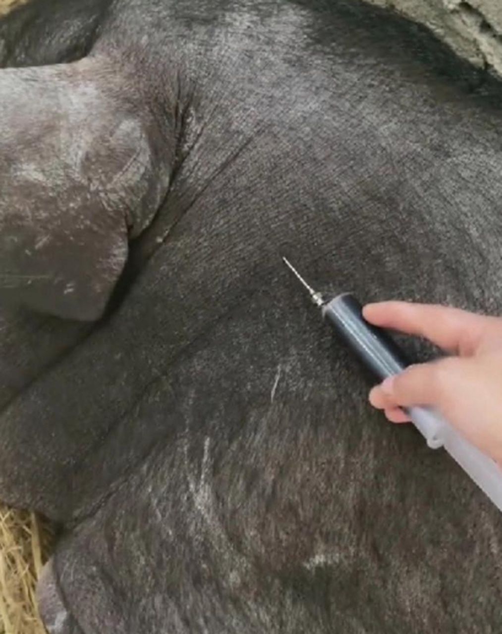 母猪可否臀部肌肉注射图片