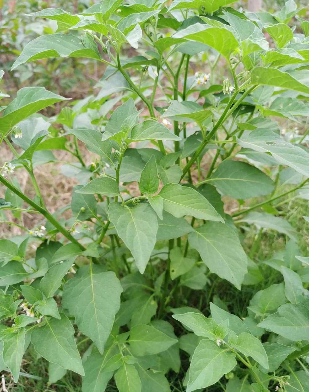 被误认为是辣椒苗的野菜.[?