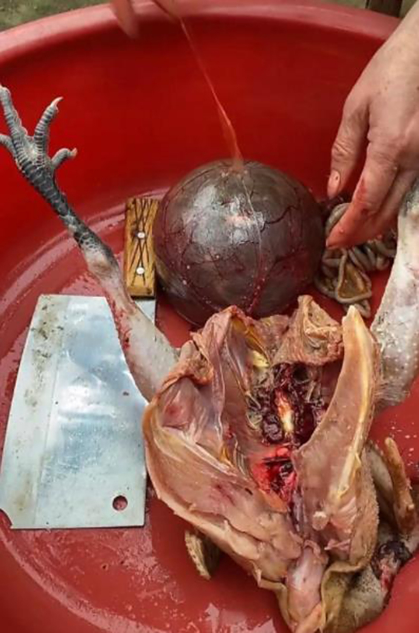 一位农民为款待客人杀了只鸡,发现鸡的腹部里有个球状物.