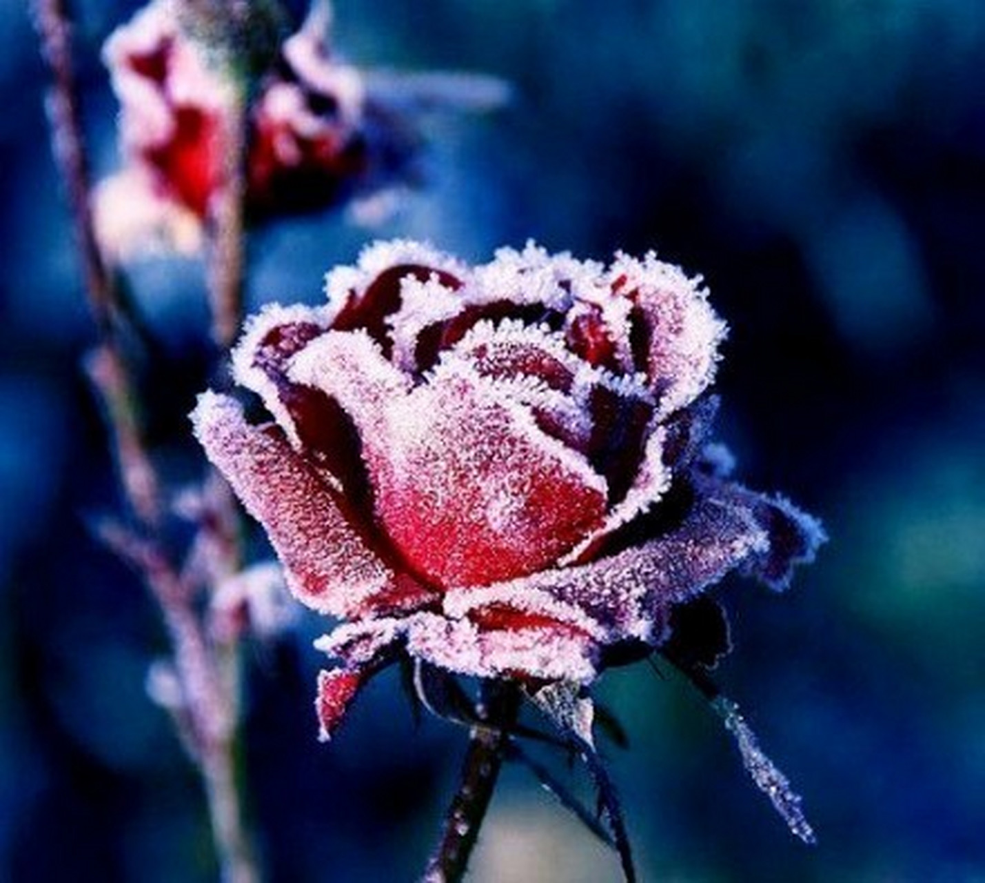 学习打卡挑战赛