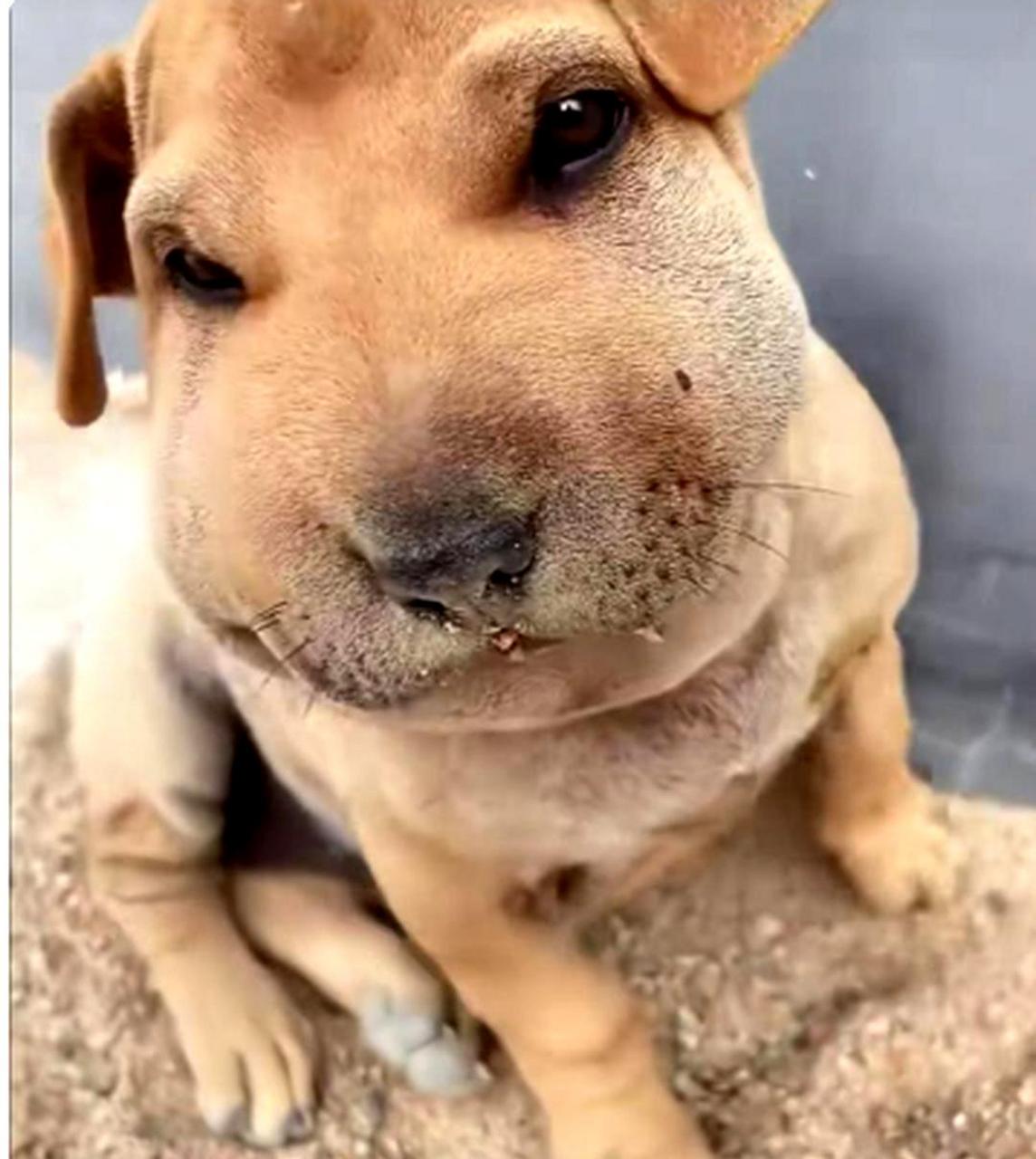 可怜的狗子被蜜蜂蜇了.