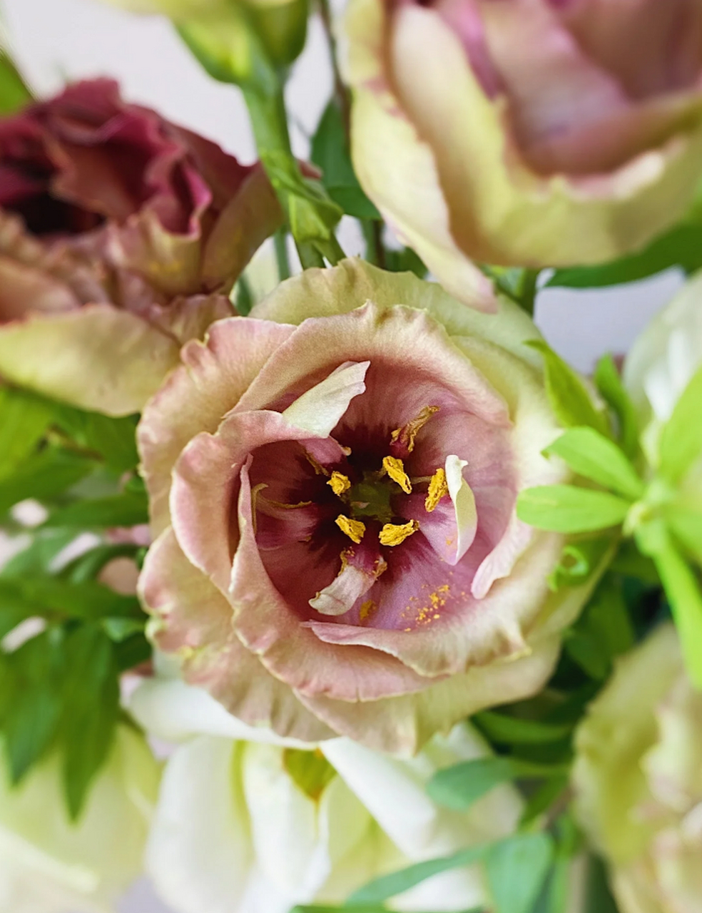 而茶色洋桔梗更是别具一格,它的颜色似乎在诉说着一种低调而又优雅的