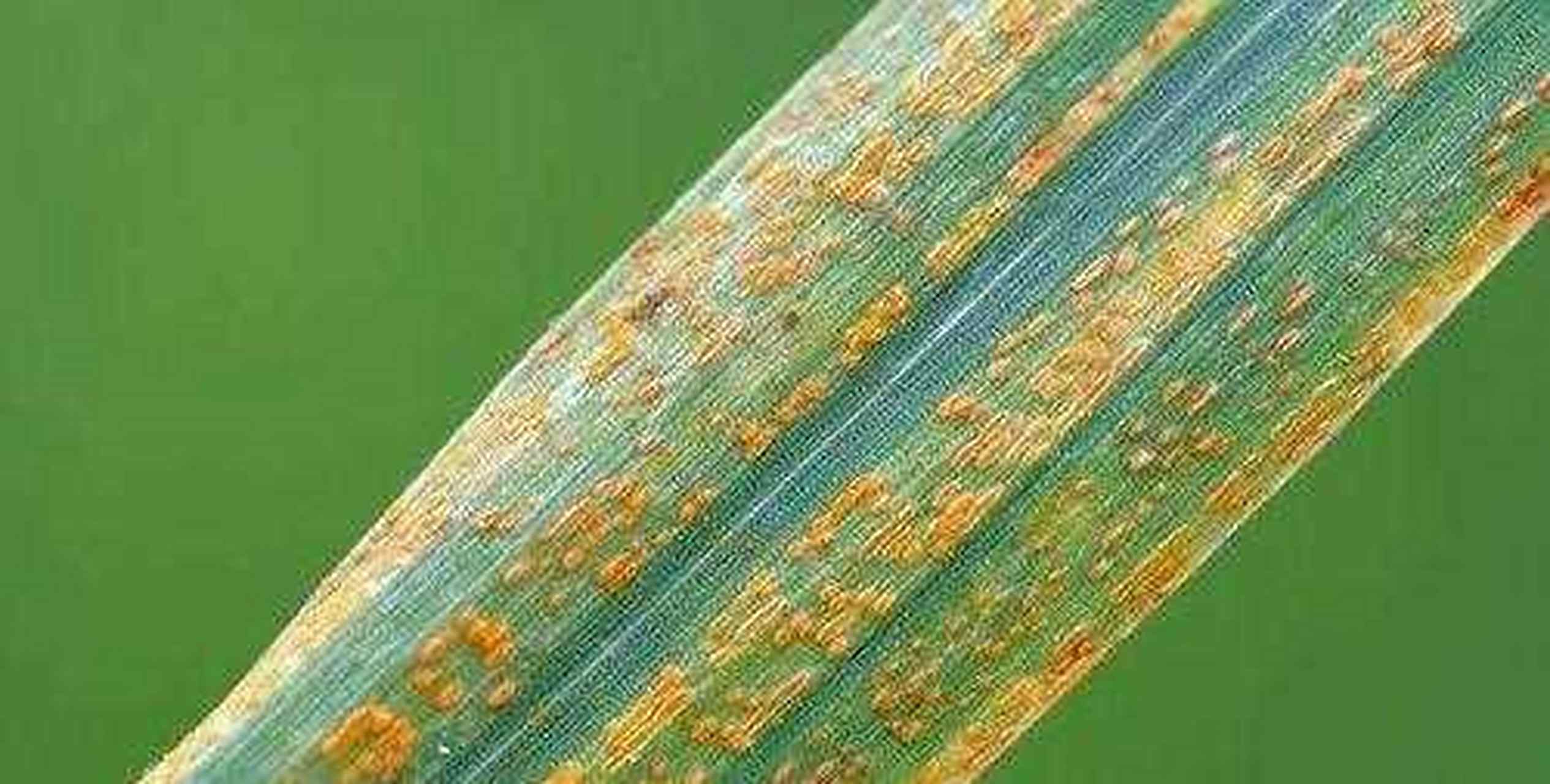 今年是小麦锈病的高发期,特别是小麦条锈病.