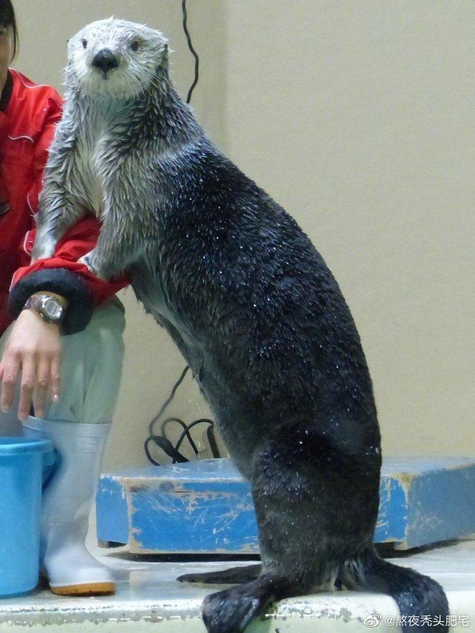 鸟羽水族馆里的明星海獭小梅,当萌哒哒的她在岸上站起来时,这……这么