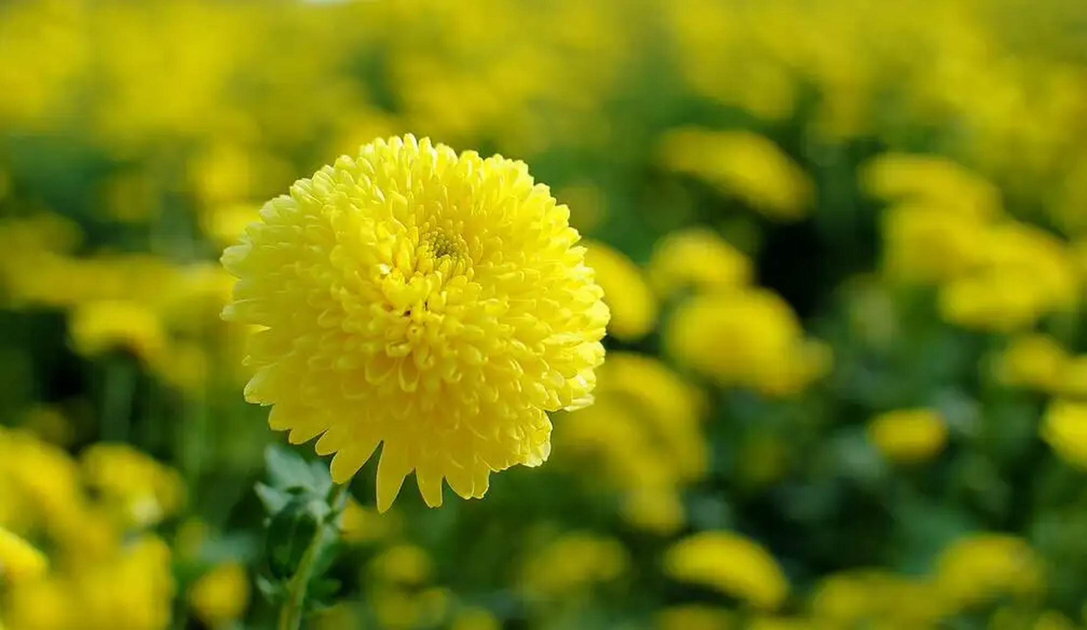 灵岩御菊又称菊芽,山菊芽,系多年生长草本植物的可食用叶片及幼芽,因