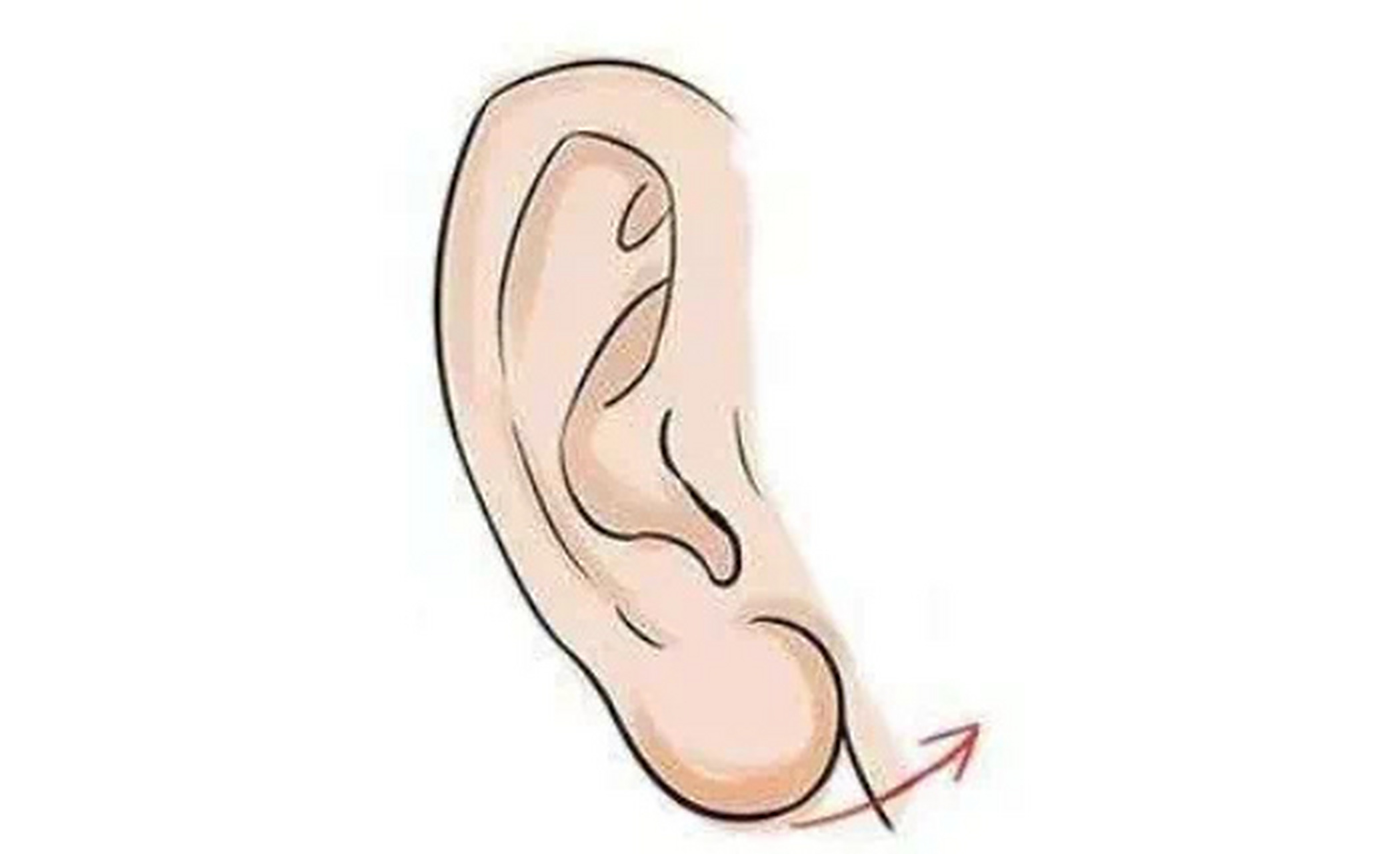 从面相角度进行考虑,一个耳垂厚的人是有很好的偏钱的,这样的人面相是