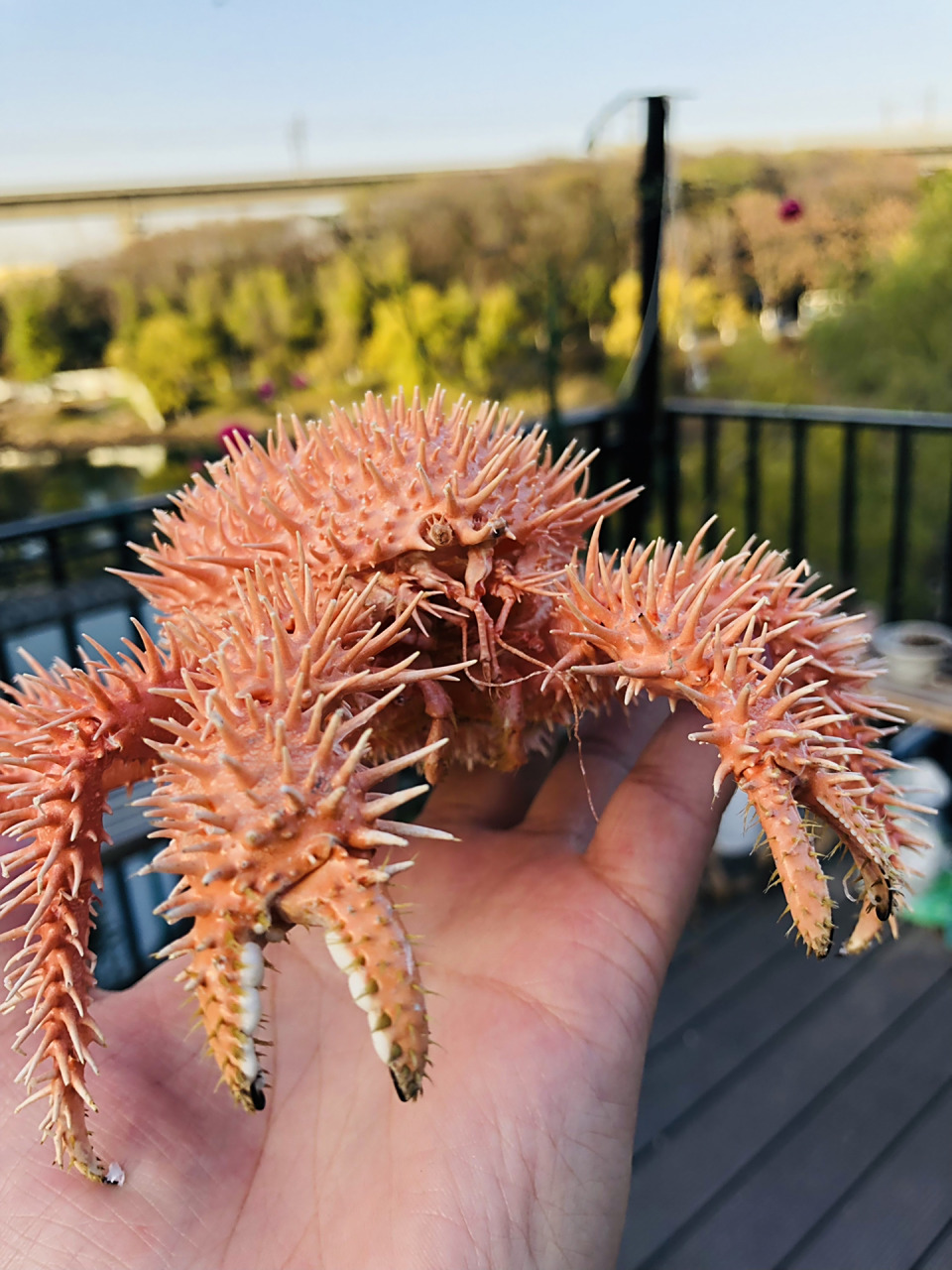 可爱的小刺球 生物名:栗刺仿石蟹 外文名:paralomis hystrix(de haan)