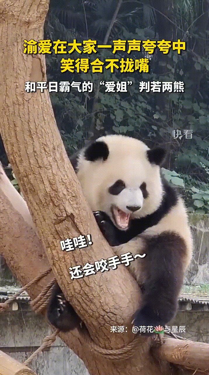 大熊猫一声声夸赞中笑得合不拢嘴# 大熊猫渝爱在大家一声声夸赞中笑