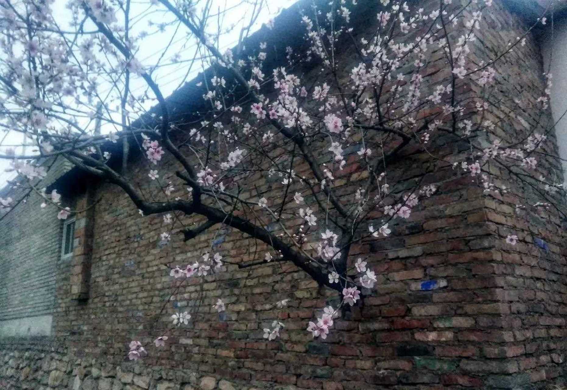 真正的"红杏出墙"是什么样子?