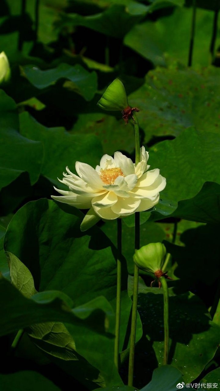 美好辽宁欢迎您# 《夏日雨荷1》(黄贵彬   摄)