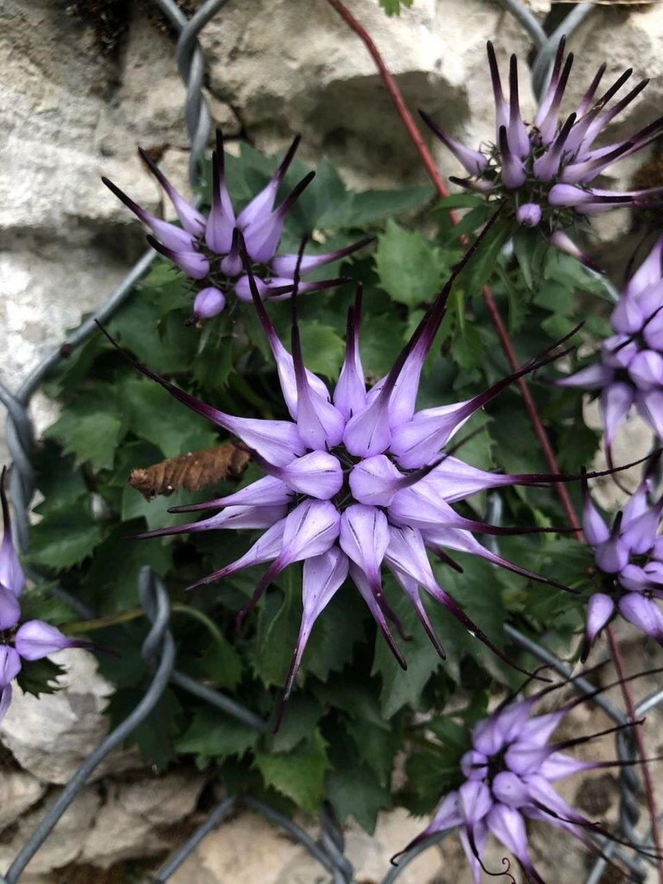 被称作"恶魔之爪"的植物喙檐花 喙檐花 physoplexis