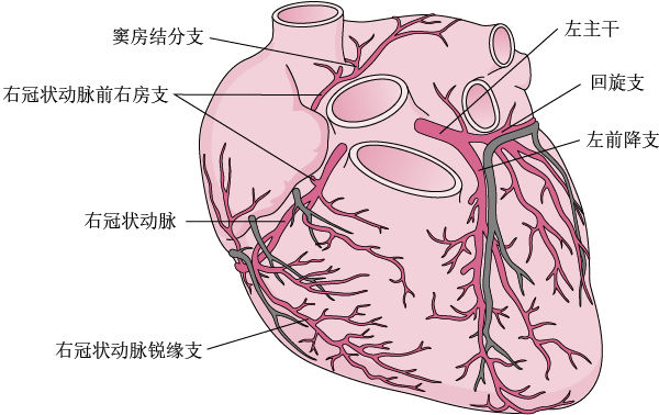 冠状动脉是什么? 心脏的主要@药师leo妈的动态